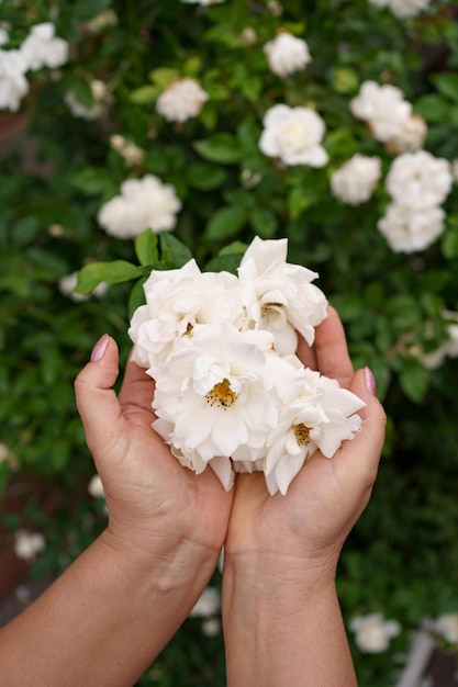 Primo piano della mano della donna che tiene belle rose bianche messa a fuoco selettiva sui fiori rose di fiori che fioriscono nel giardino di rose