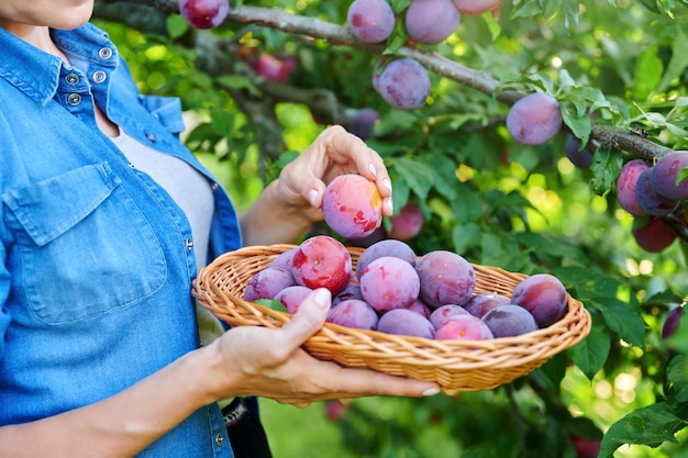 Closeup of woman's hand picking ripe plums from tree in basket