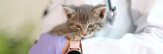 Closeup of woman veterinarian holding little kitten in hands medical examination of cat in vet