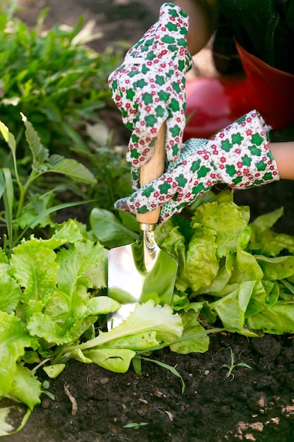 Крупным планом женщина, работающая в саду на кровати из свежего органического салата