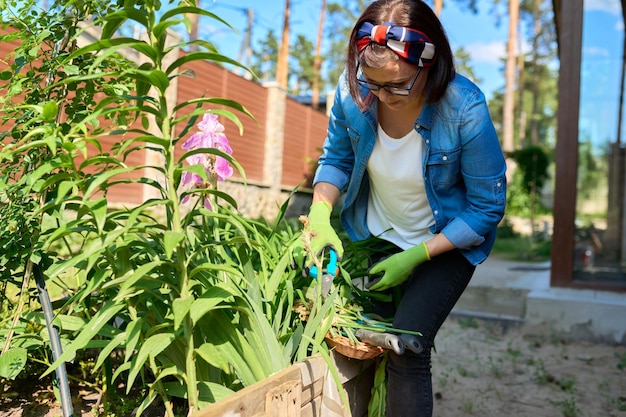 Closeup of a womans hands in gloves caring for flower bed in backyard uses tools garden shears