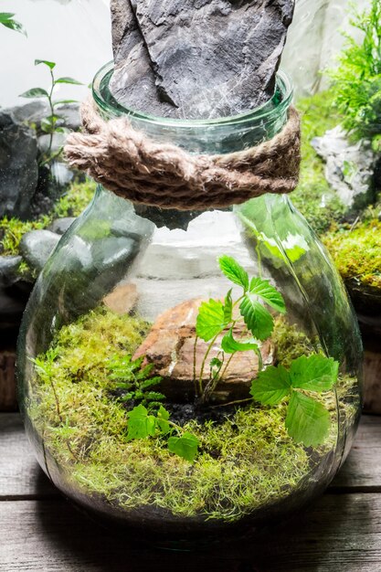 Closeup of wonderful jar with live forest