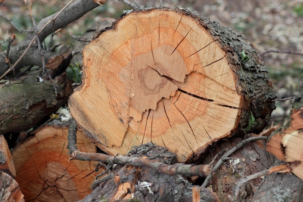 Closeup of wood chunks chopped as firewood lying on the ground Wooden logs lying on the ground outdoors