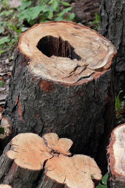 Closeup of wood chunks chopped as firewood lying on the ground Wooden logs lying on the ground outdoors