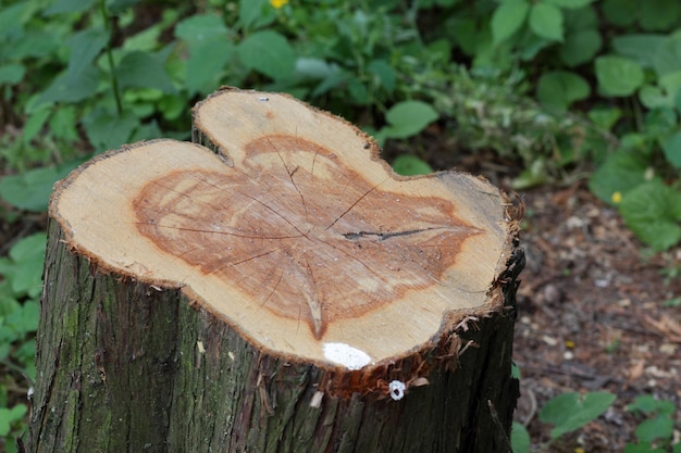 Closeup of wood chunks chopped as firewood lying on the ground Wooden logs lying on the ground outdoors