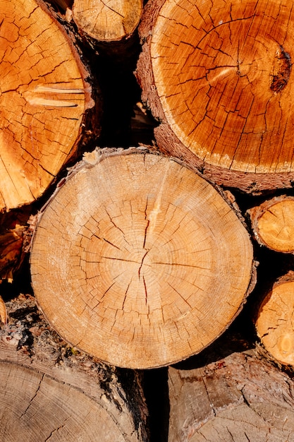 Closeup wood slice cross logs tree section yellow brown