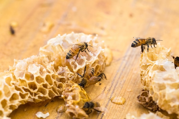 Крупный план рабочих пчел на сотовом натуральном меде