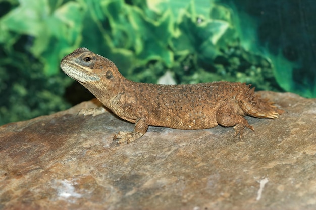 Closeup of Xenagama taylori or the dwarf shield-tailed