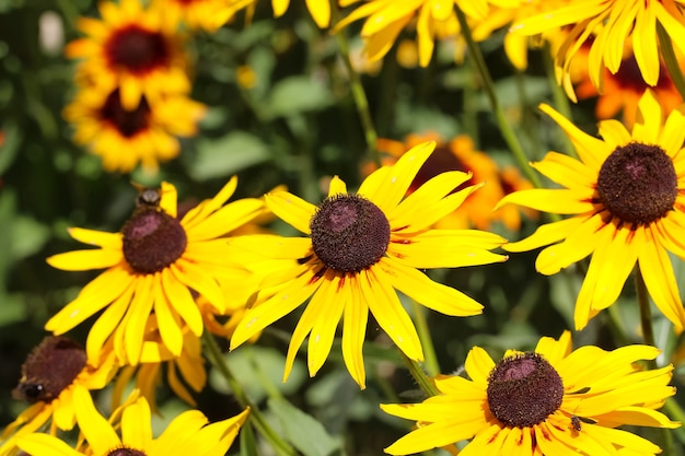 closeup of yellow African chamomile flowers in botanical garden