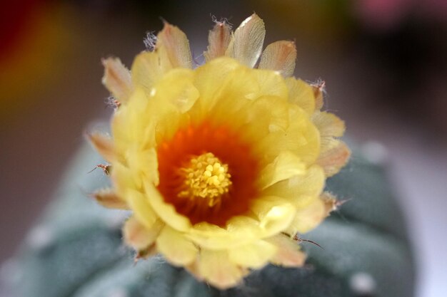 Closeup Yellow Astrophytum Asterias cactus flower