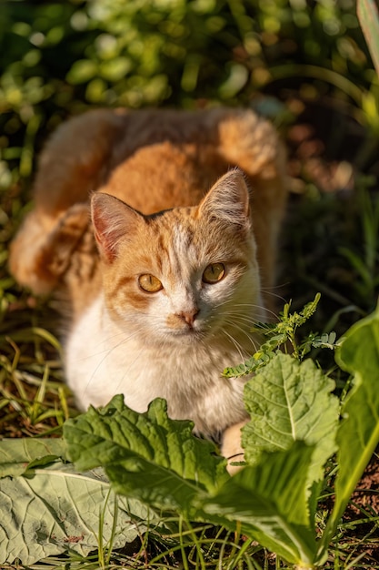 closeup of yellow cat in a cabbage plantation