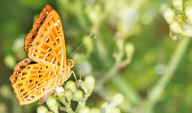 Closeup yellow color butterfly on green flower nature blured background