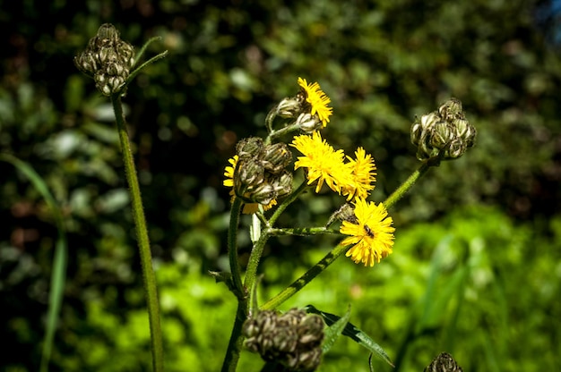 Closeup of yellow dandelion in a meadow