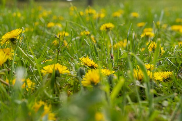 Closeup of yellow dandelions in the middle of bright and juicy green grass