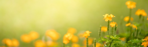 Closeup of yellow flower on blurred green surface under sunlight with copy space 