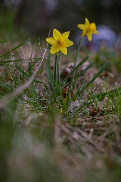 Closeup of a yellow flower in the cold ground