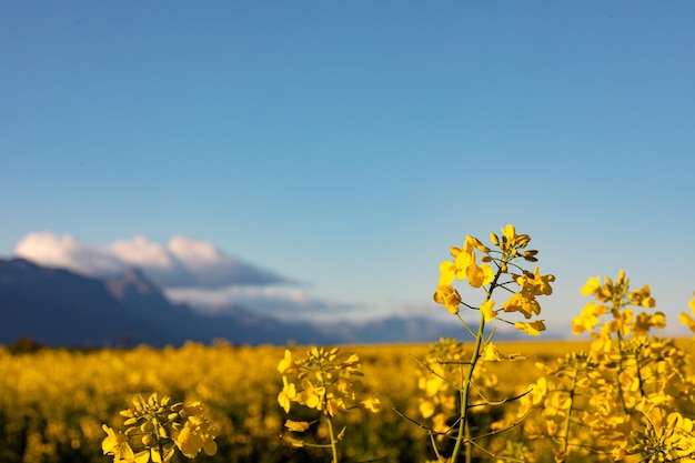 Крупный план желтого цветка в сельской местности с безоблачным небом. окружающая среда, устойчивость, экология, возобновляемые источники энергии, глобальное потепление и осведомленность об изменении климата.