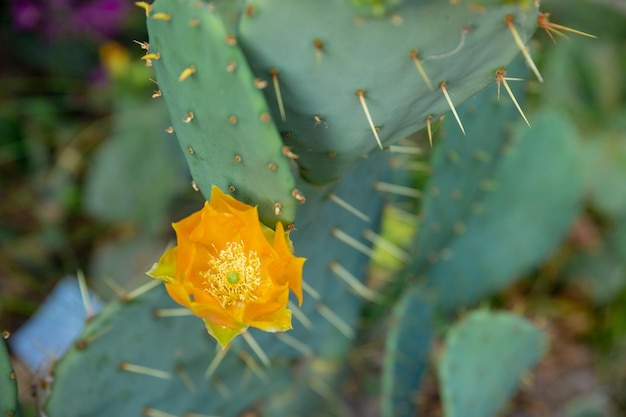 Крупный план желтого цветка восточного колючего кактуса Opuntia humifusaSanta Rita Колючая груша пустыни Сонора меняет цвет в зависимости от доступного света и времени года