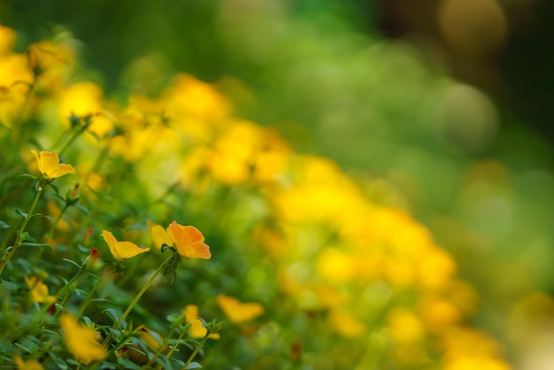 Primo piano del fiore giallo e della foglia verde sotto la luce solare con lo spazio della copia usando come concetto della carta da parati di ecologia del paesaggio delle piante naturali del fondo