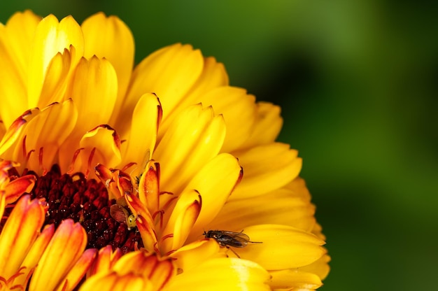 Closeup of yellow flower petals