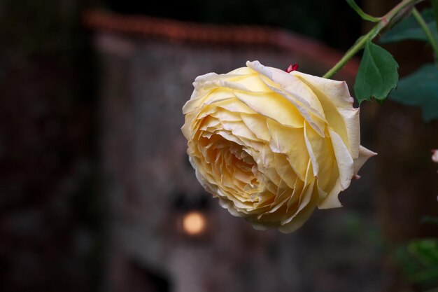 Closeup of the yellow flower of a rose bush