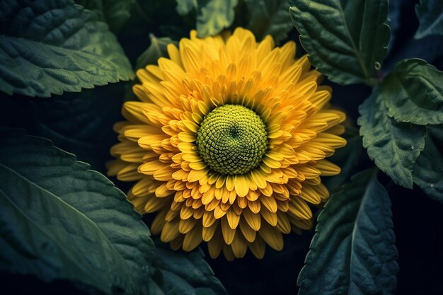 A CloseUp of a Yellow Flower with a Green Center