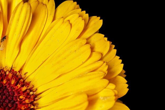 Closeup of yellow flower