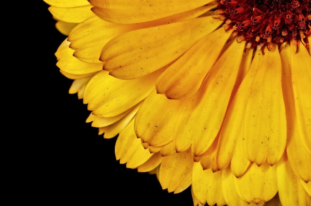 Closeup of yellow flower