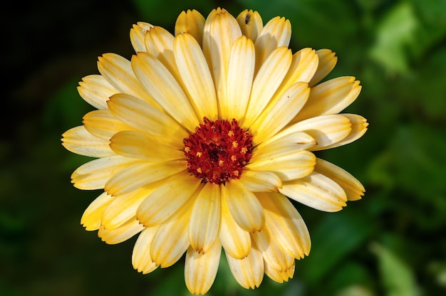 Closeup of yellow flower