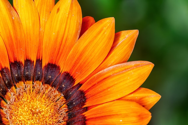 Closeup of yellow flower