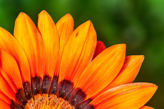 Closeup of yellow flower