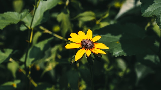 Closeup of yellow flower