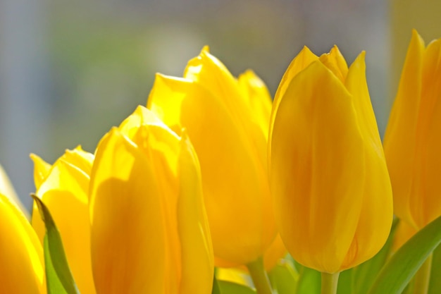 Closeup of the yellow flowering tulips in the bouquet