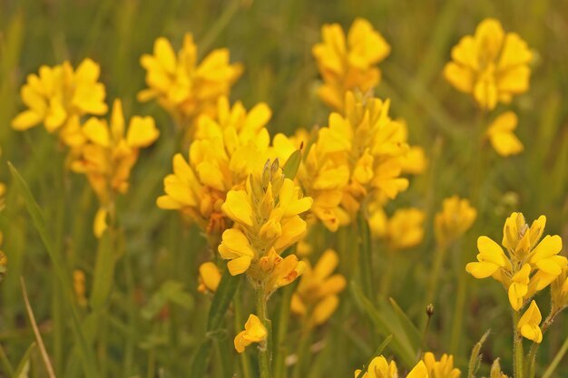 Closeup on the yellow flowers of dyers greenweed or broom Genista tinctoria in a grassland