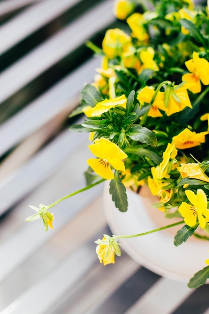 Closeup on yellow flowers in a vase