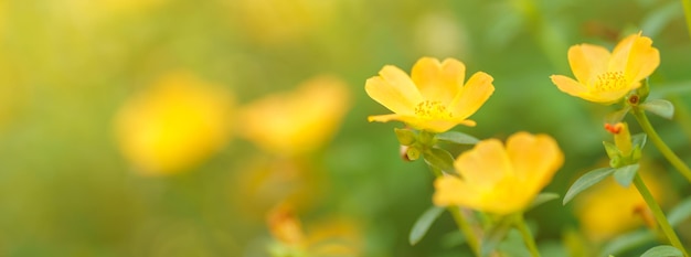 背景として自然植物景観生態学カバーページの概念を使用してコピースペースと日光の下で緑の葉と黄色の花のクローズアップ