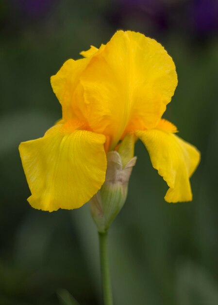 Closeup of yellow iris flower Irideae