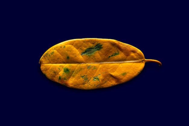 Closeup of a yellow leaf on a dark blue background Fading drying yellow leaf Concept of life cycle