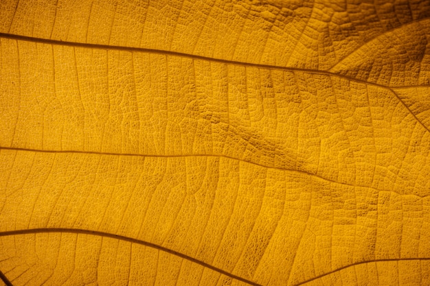 Closeup yellow leaf texture in nature on tree.