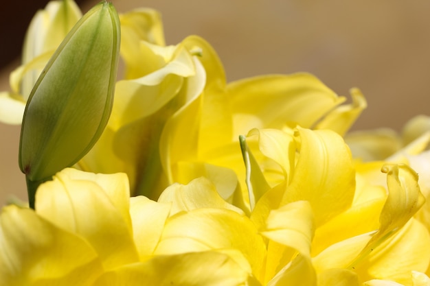 closeup of yellow lilies petals and bud