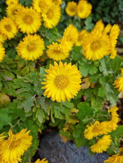 Closeup of yellow mum flower on background with copy space using natural flora as background.