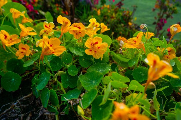 Foto primo piano nasturzio giallo tropaeolum che fiorisce a dieng in estate i fiori hanno molti vantaggi