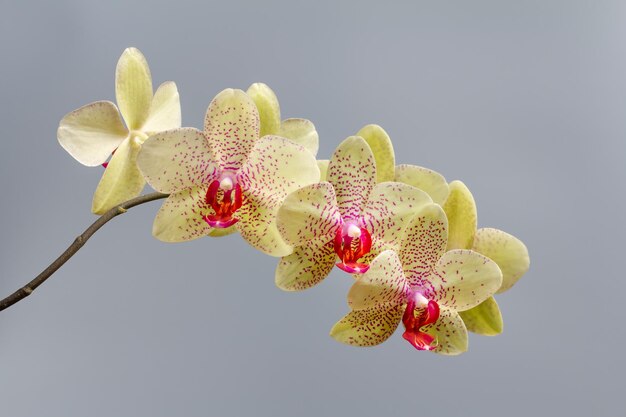 Closeup yellow orchid flowers on gray background