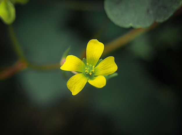 클로즈업 노란색 플랜은 꽃과 자연을 흐리게 합니다.