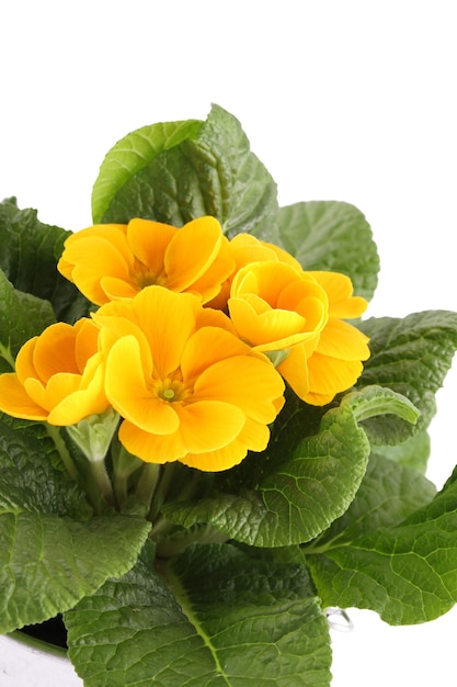 Closeup yellow Primrose Isolated on white background