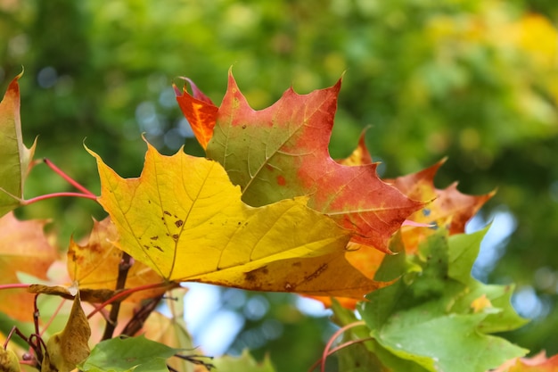 closeup of yellow and red maple leaves against a a blurry green background