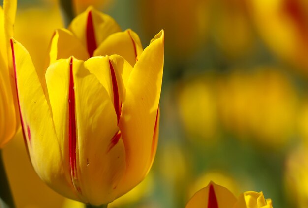 Closeup of a yellow red tulip blossom isolated on blurry background with copy space for text