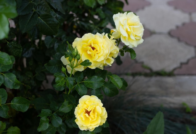 Closeup of yellow roses on a dark green background