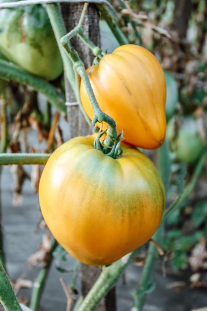 Closeup of yellow tomatoes