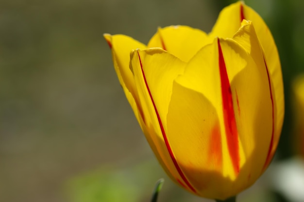 春の黄色いチューリップの花のクローズアップ